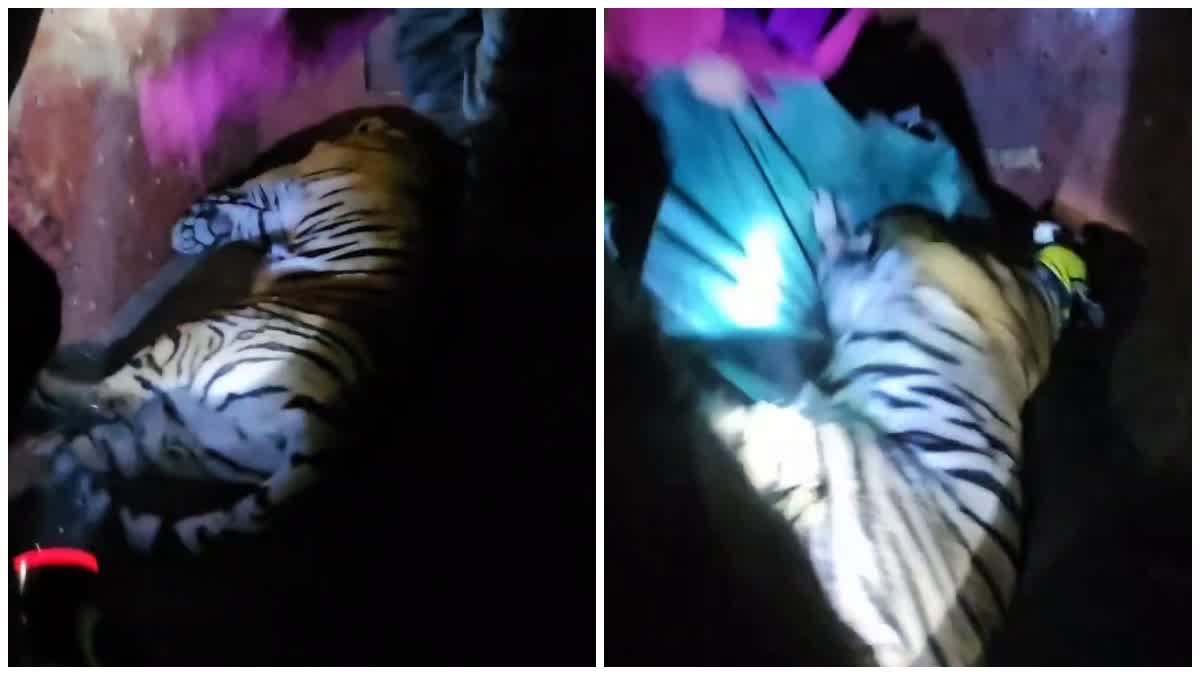 Ramnagar Tiger Terror