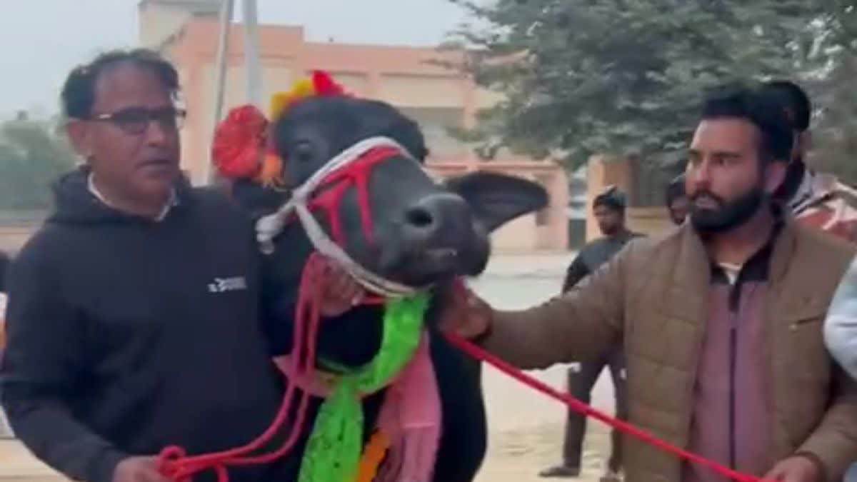 hisar Sarpanch Buys ₹11 Lakh Buffalo in Narnaul