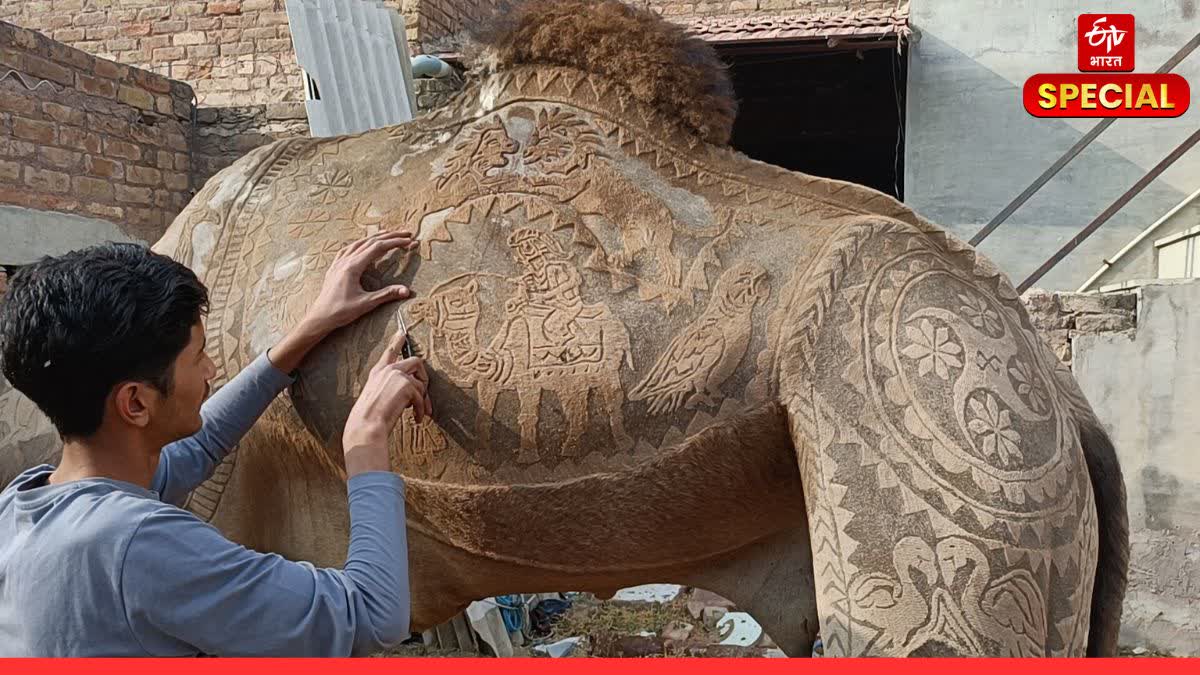 कैमर फर कटिंग