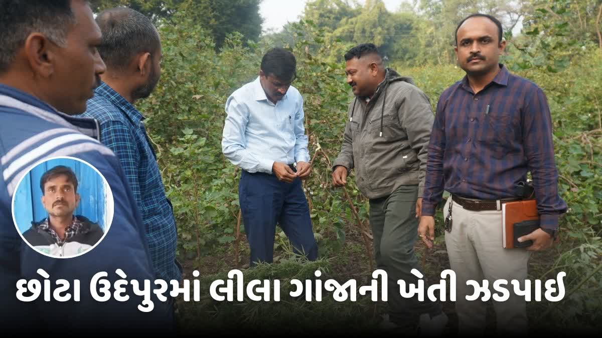 છોટાઉદેપુરના ક્વાંટમાંથી લીલા ગાંજાની ખેતી ઝડપાઇ