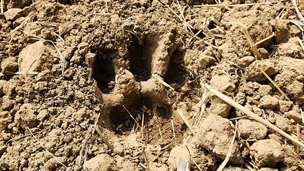 TIGER ROAMING IN BASTAR