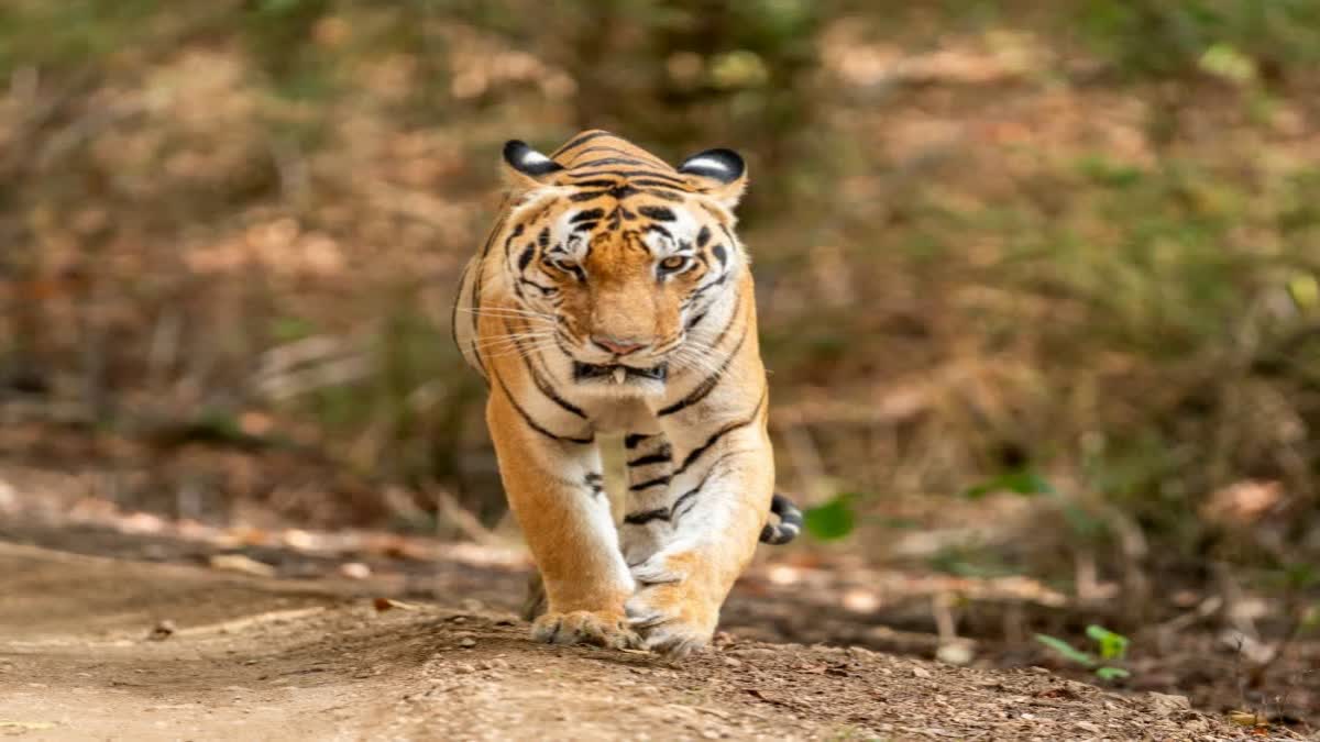 SIDHI RESORT TIGRESS CAMPED