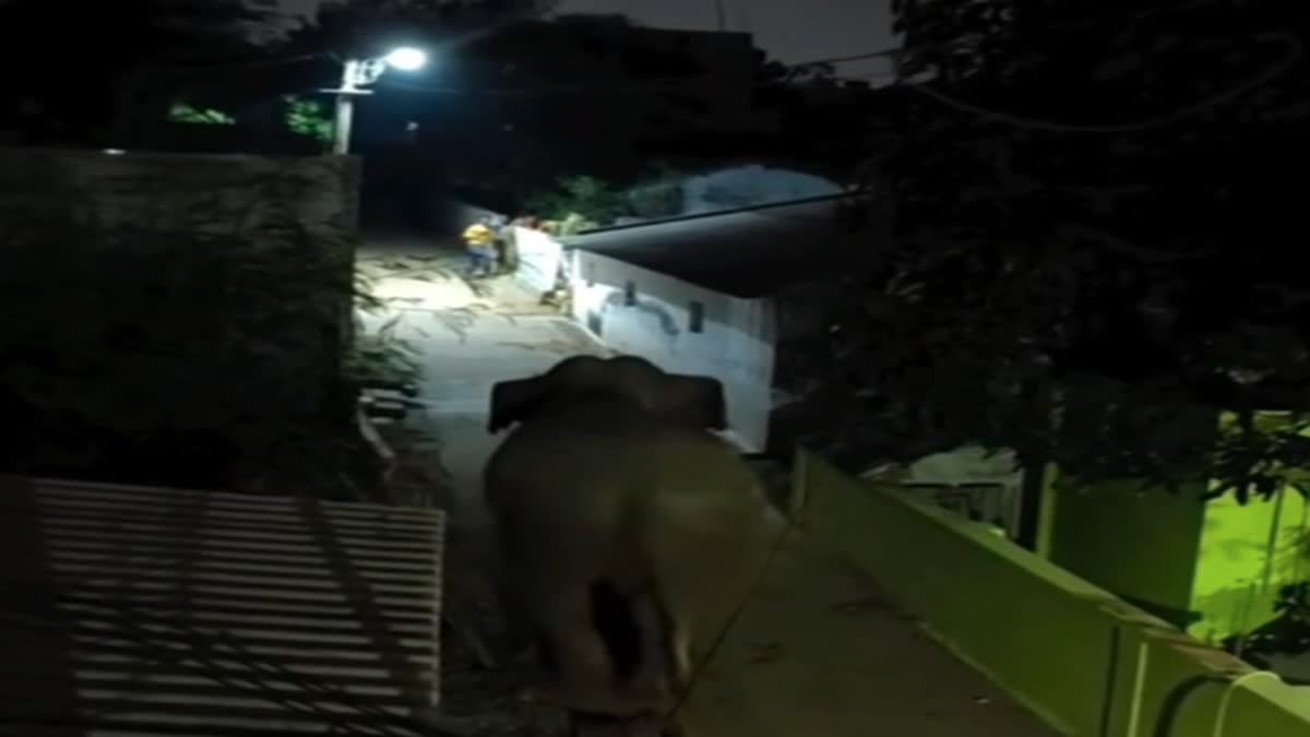 ஆக்ரோஷமாக விரட்டிய யானை; வீட்டுக்குள் புகுந்து தப்பிய சிறுவன்