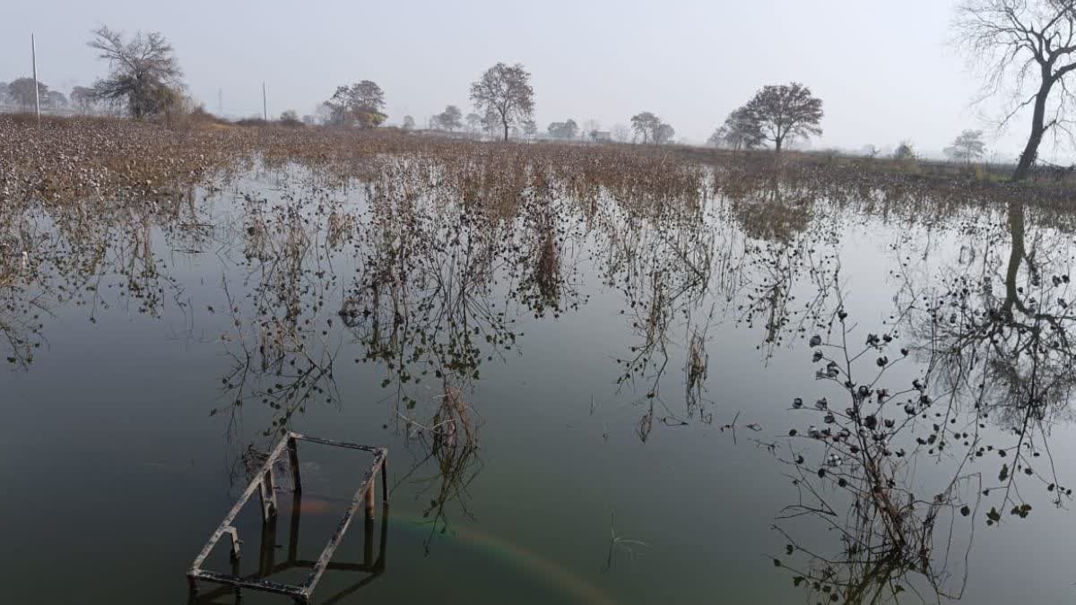 Waterlogging Persists in Bhiwani Fields