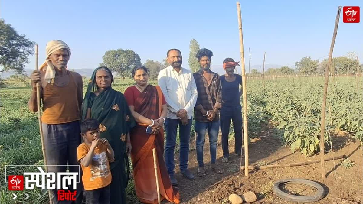 The exemplary farming of Prof. Dr. Eknath Tatte; producing 60 quintals of brinjal every week in Eklaspur in Amravati