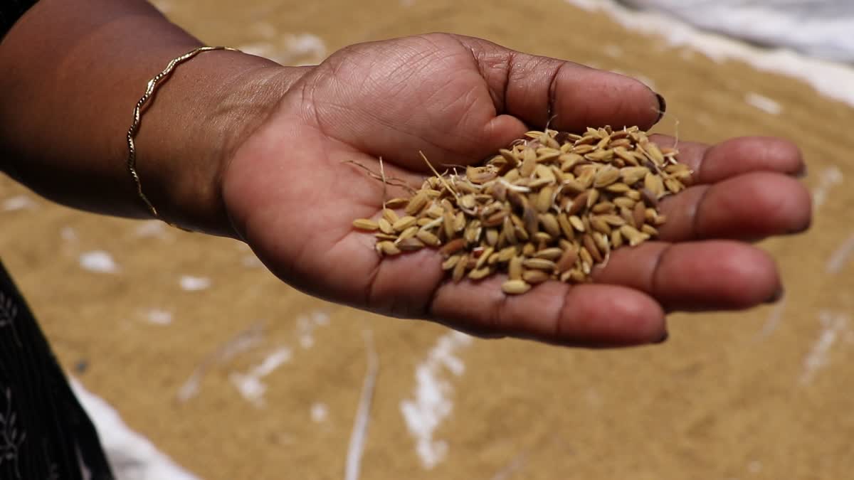 COOPERATIVE MODEL  KERALA RICE  AGRICLTURE  PADDY PROCUREMENT