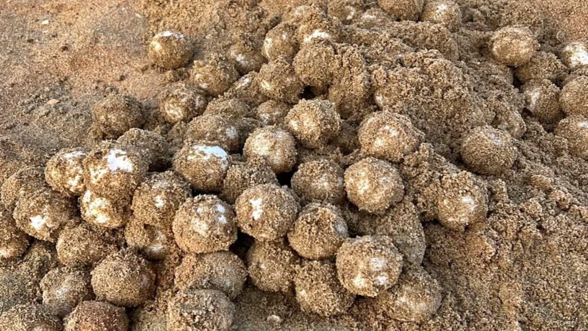 ஆமை முட்டைகள்