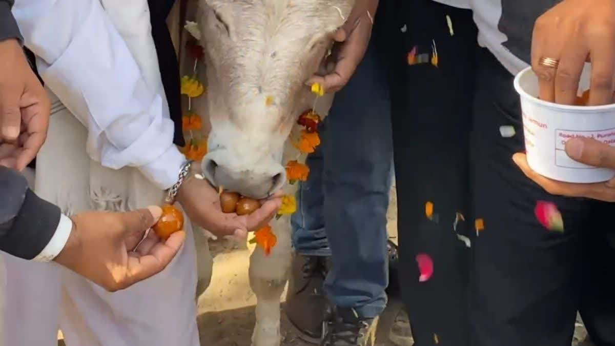 farmers-in-udaipur-frustrated-by-the-shortage-of-urea-fertilizer-staged-a-protest-they-fed-gulab-jamuns-to-donkeys