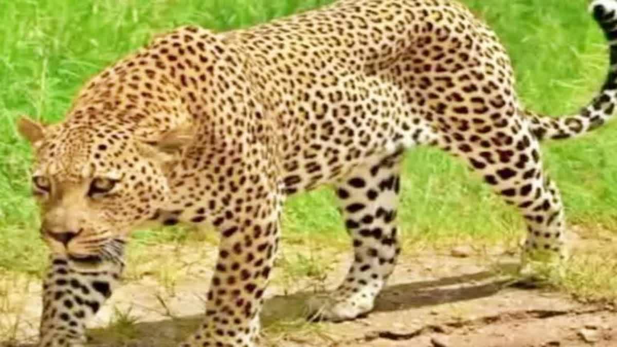 Mukundpur Safari leopard death