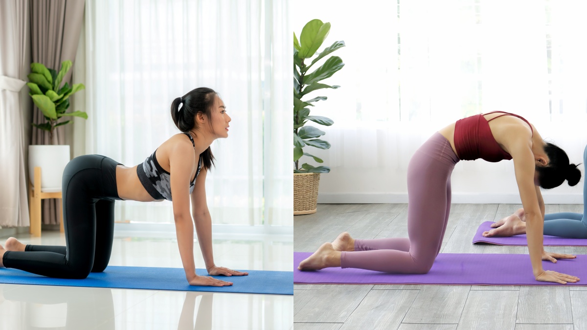 மர்ஜரியாசனம் - பிட்டிலாசனம்