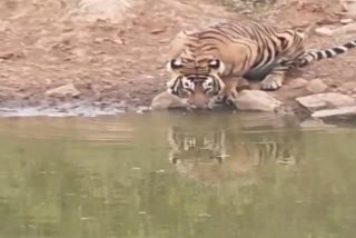 Tiger Reserves in Rajasthan