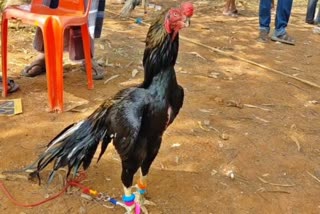 கண்காட்சியில் இடம்பெற்ற சேவல்