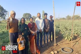 The exemplary farming of Prof. Dr. Eknath Tatte; producing 60 quintals of brinjal every week in Eklaspur in Amravati