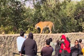 पर्यटकों के सामने आया बाघ
