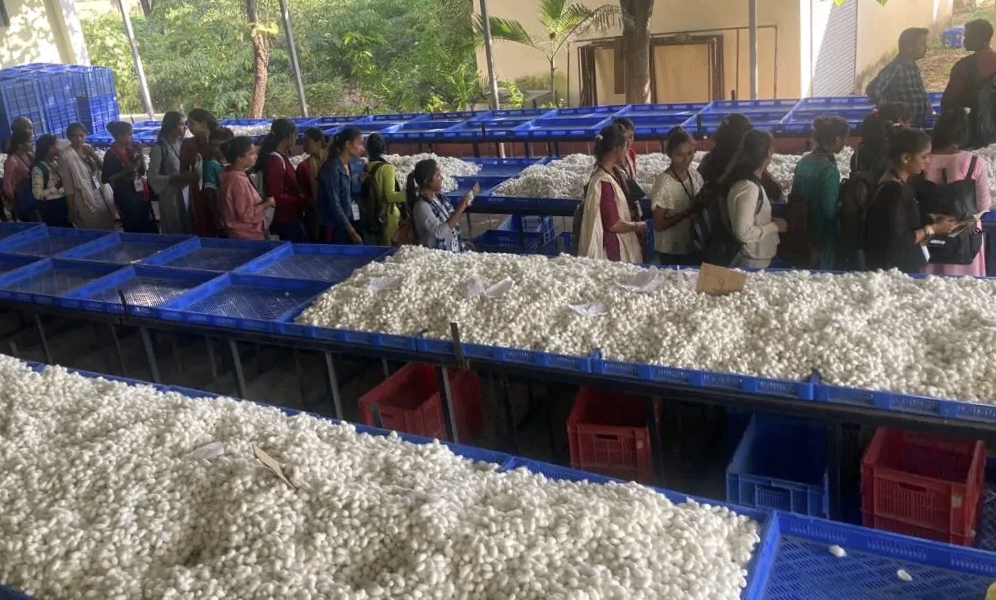 MP SILK PRODUCTION 3500 ACRES