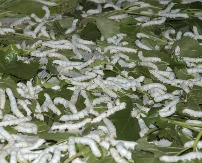 MOHAN YADAV GOVT SILK EMPLOYMENT