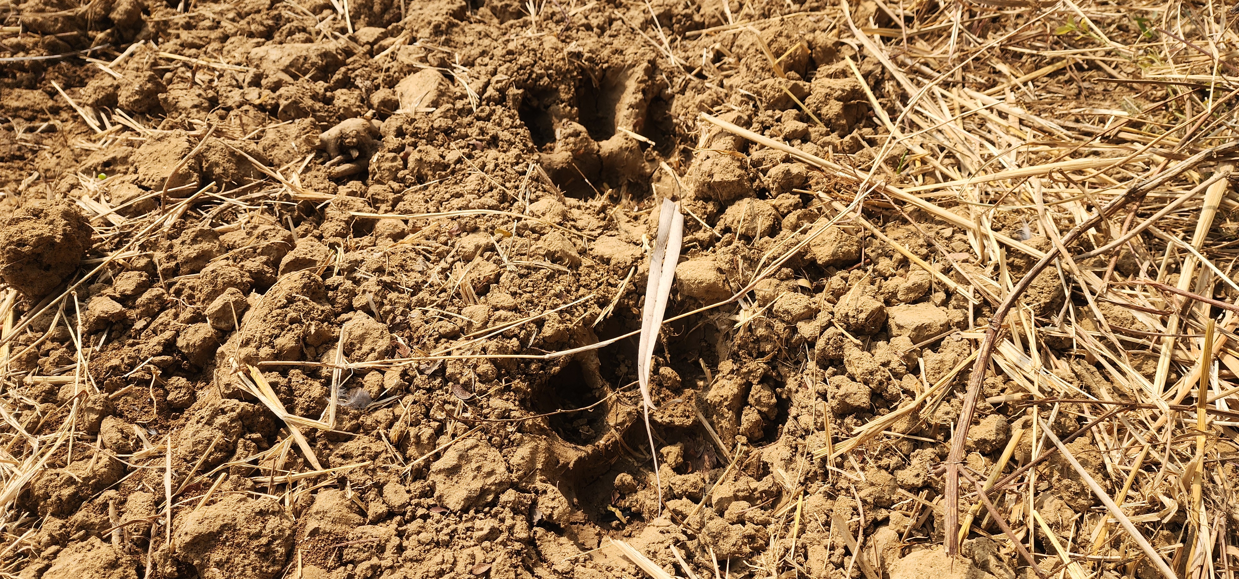 TIGER ROAMING IN BASTAR