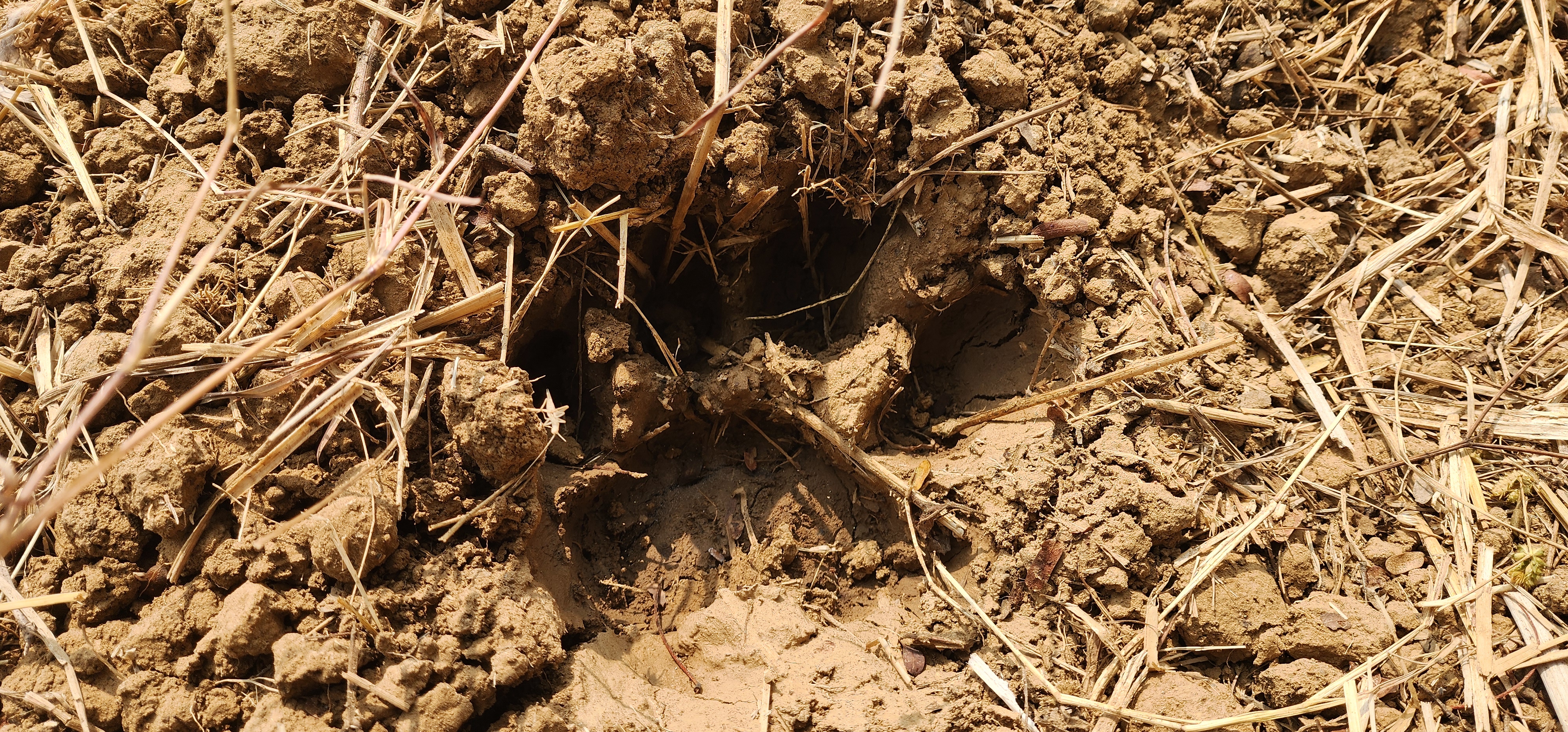 TIGER ROAMING IN BASTAR