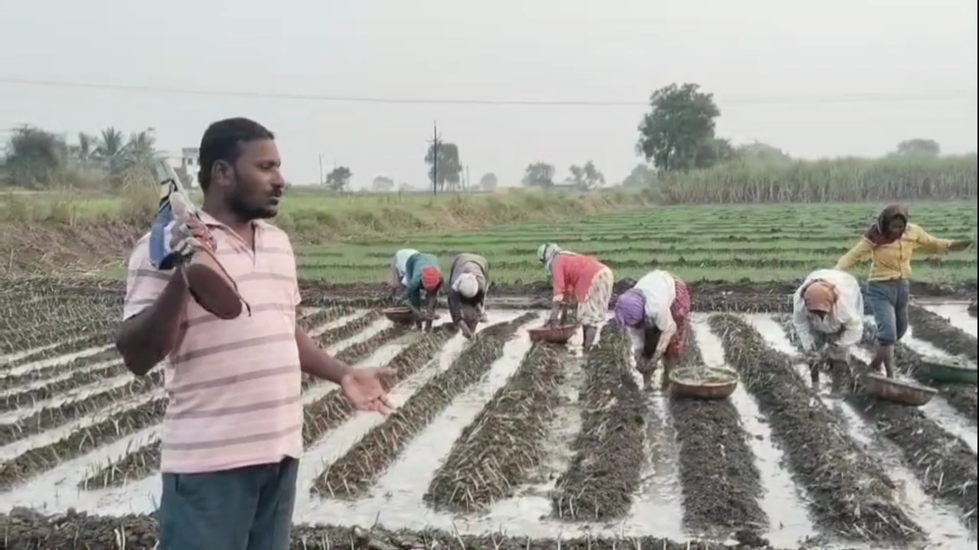 ಬಂದೂಕು ಹಿಡಿದು ಕೂಲಿ ಕಾರ್ಮಿಕರಿಗೆ ರಕ್ಷಣೆ ನೀಡುತ್ತಿರುವ ರೈತ