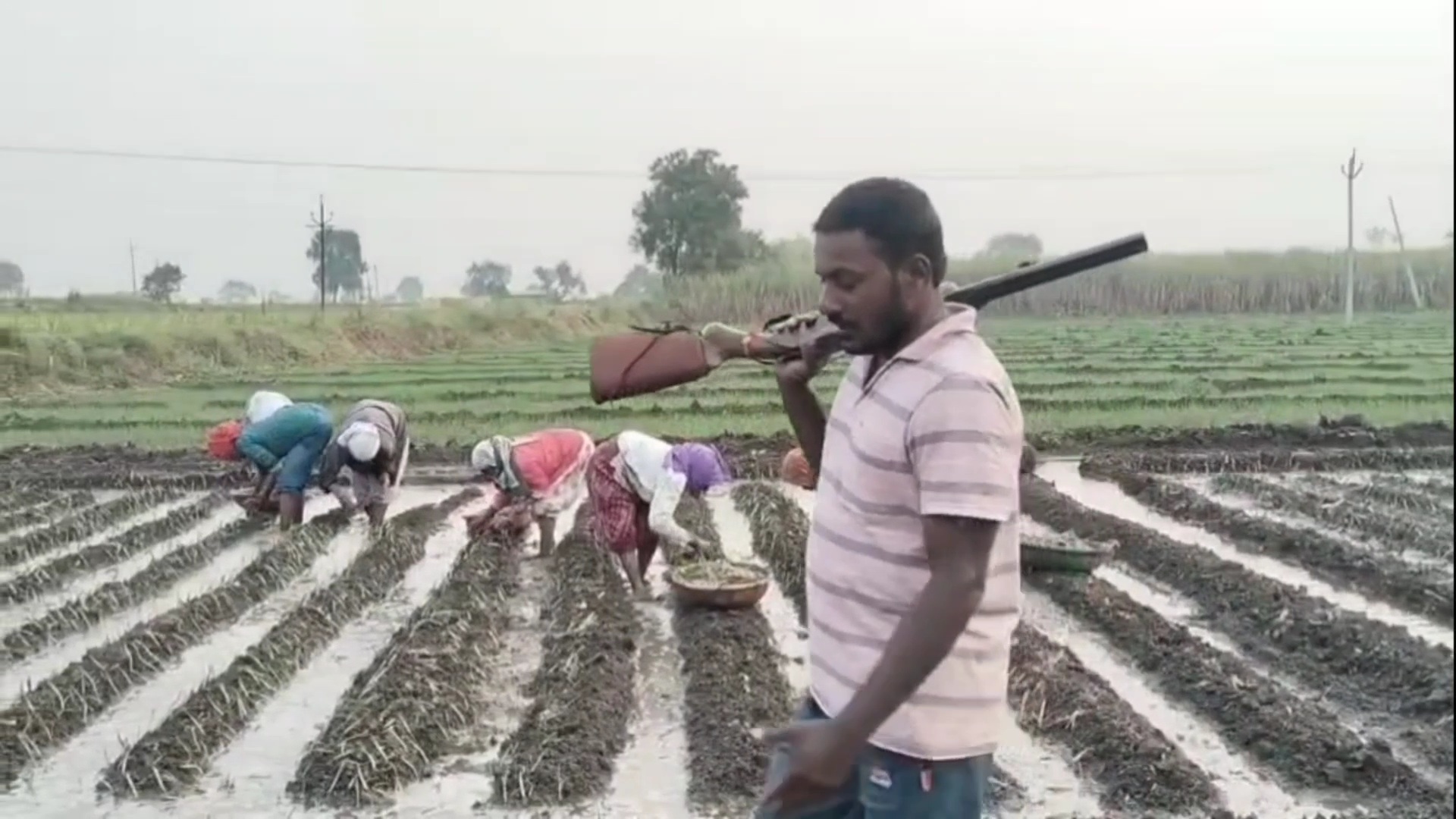 ಬಂದೂಕು ಹಿಡಿದು ಕೂಲಿ ಕಾರ್ಮಿಕರಿಗೆ ರಕ್ಷಣೆ ನೀಡುತ್ತಿರುವ ರೈತ