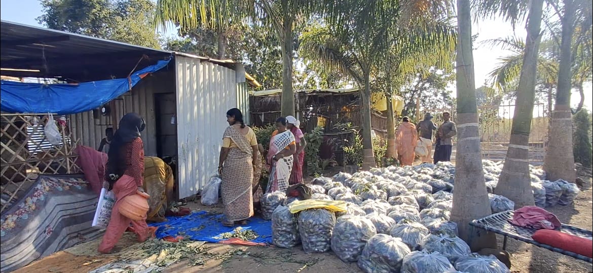 The exemplary farming of Prof. Dr. Eknath Tatte; producing 60 quintals of brinjal every week in Eklaspur in Amravati