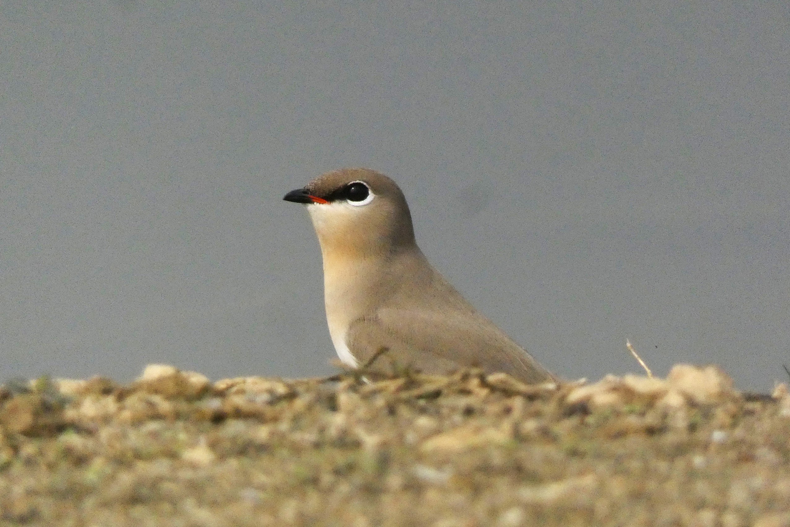 forest team bird counting