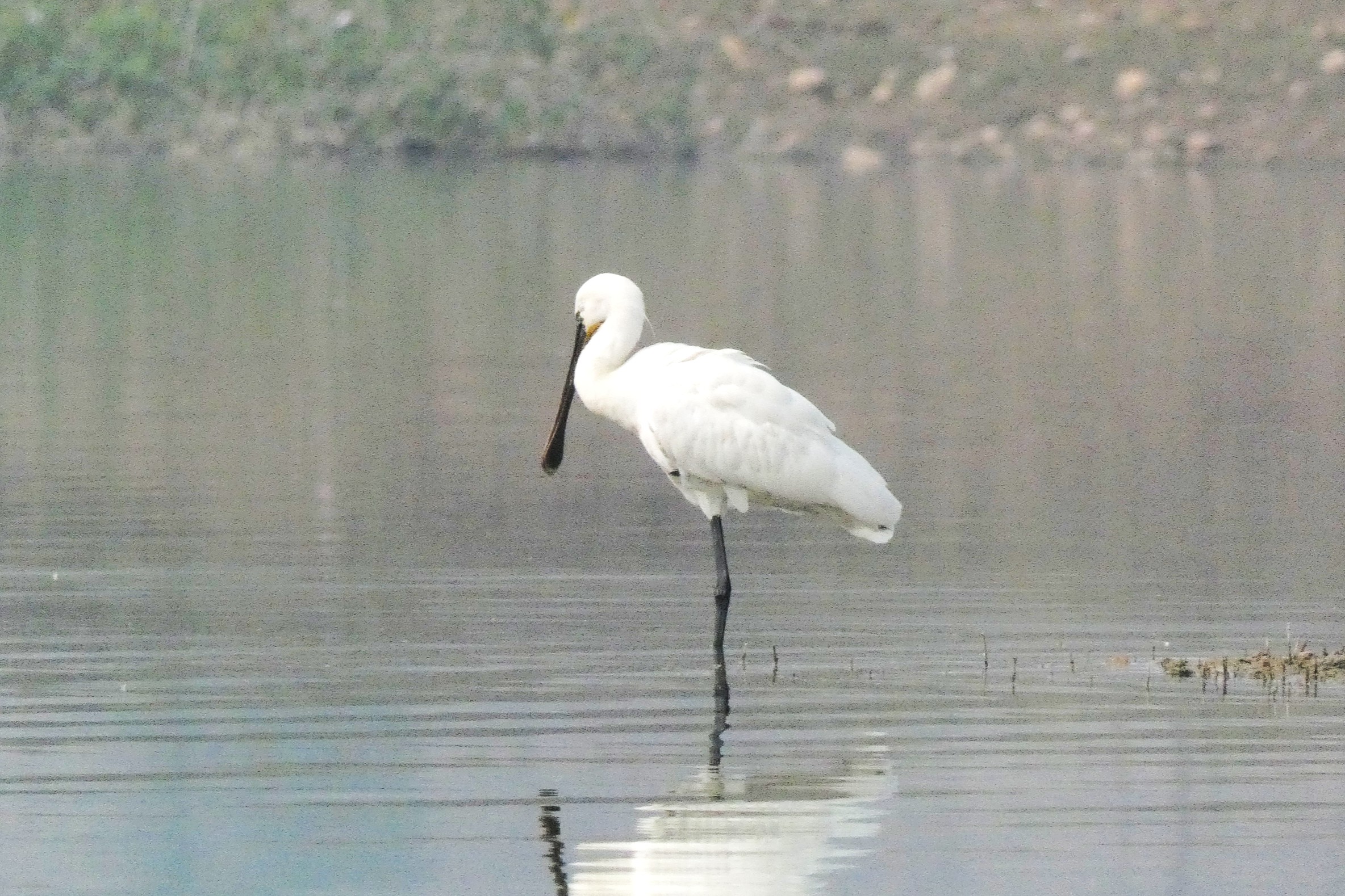 Burhanpur bird survey