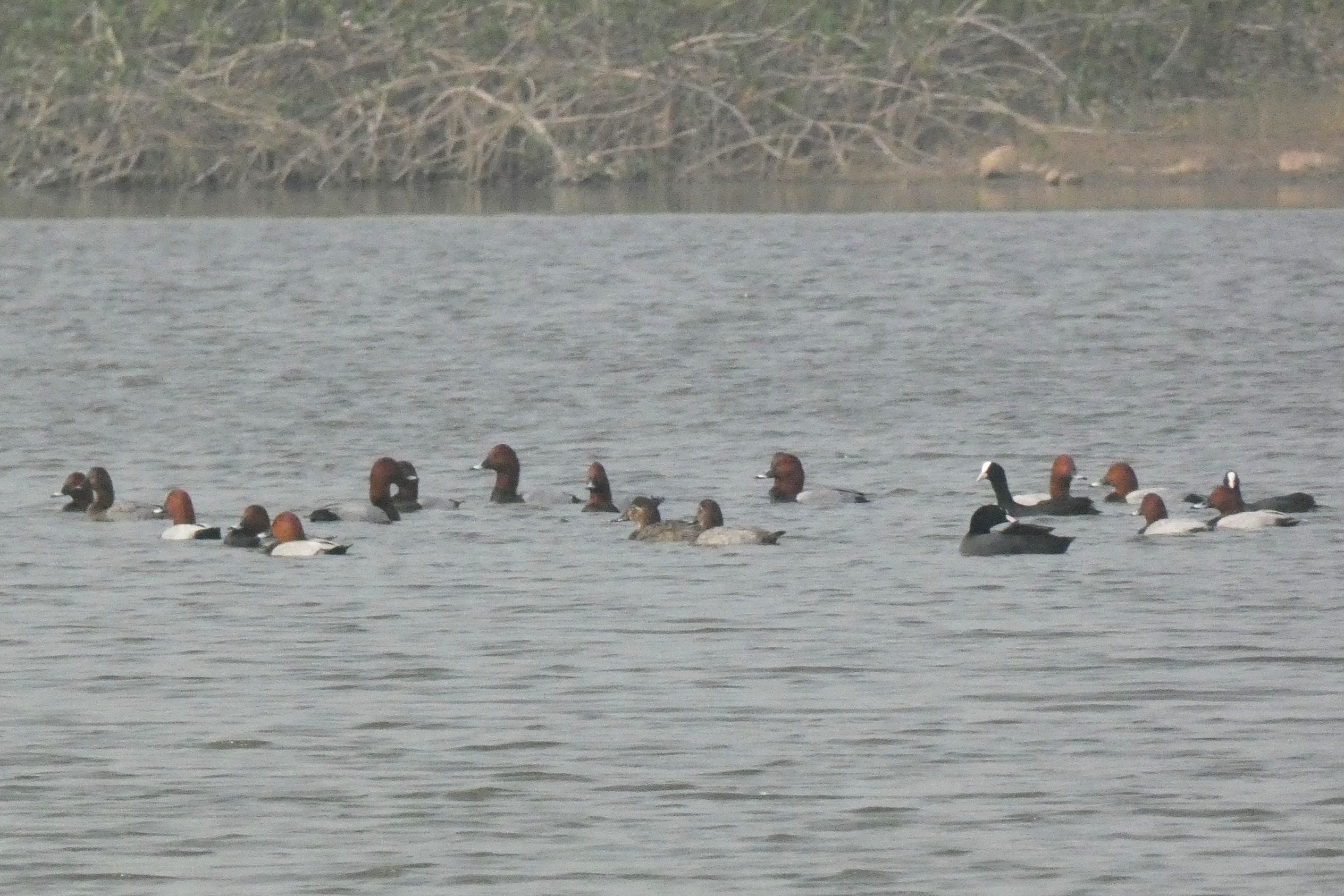first bird census burhanpur