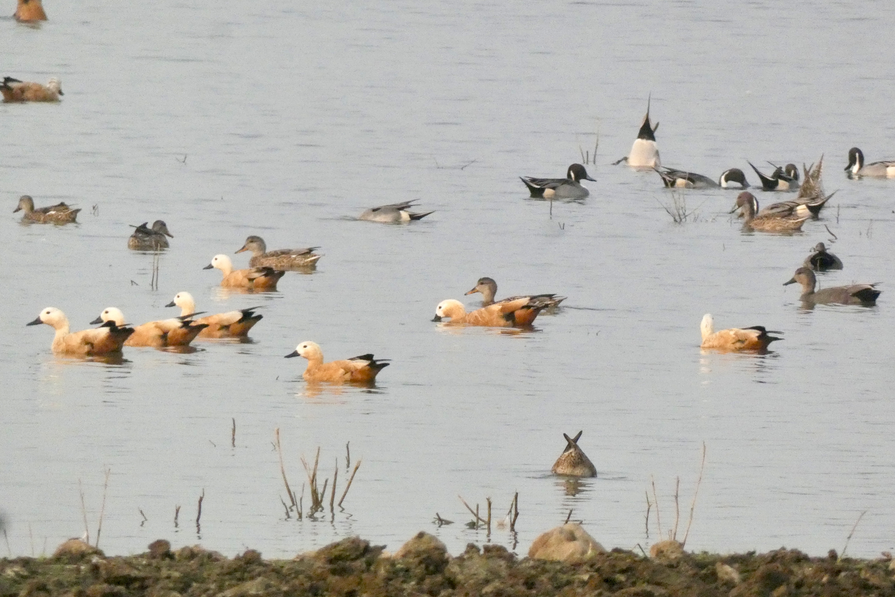 forest team bird counting