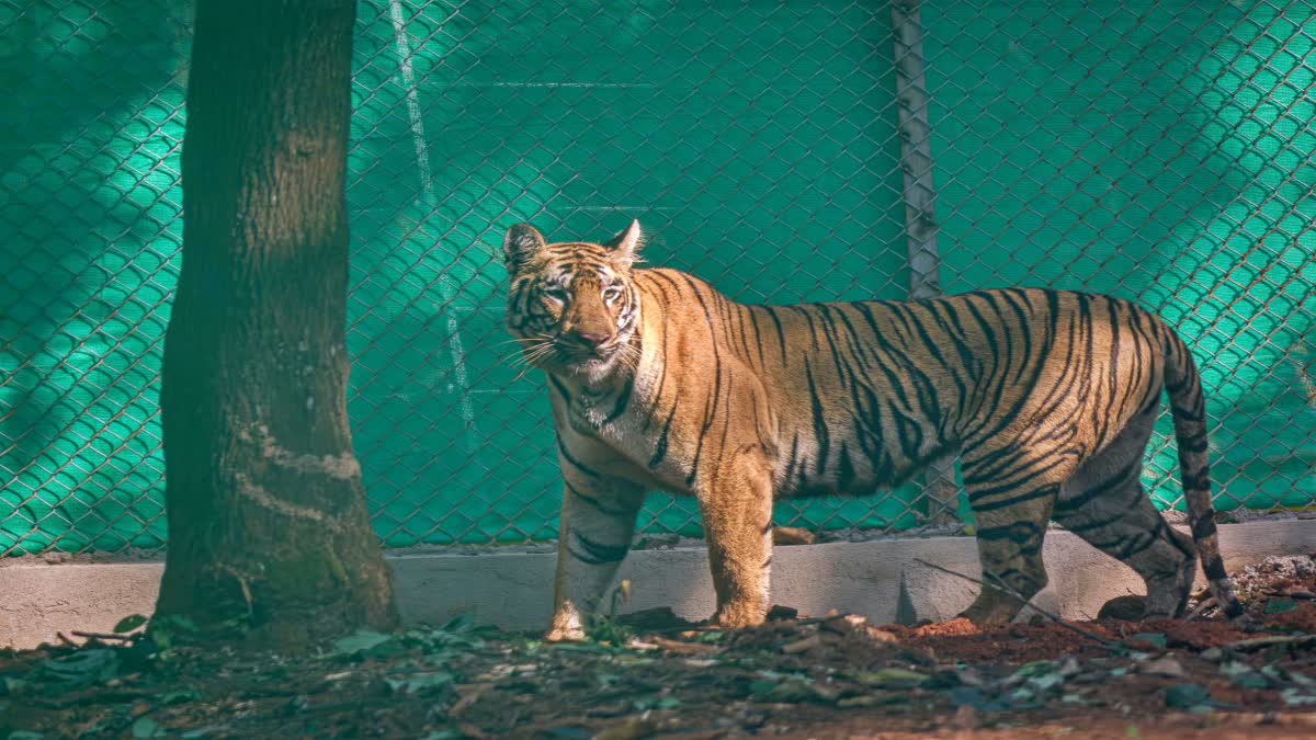 2 new tigers to arrive to Debrigarh
