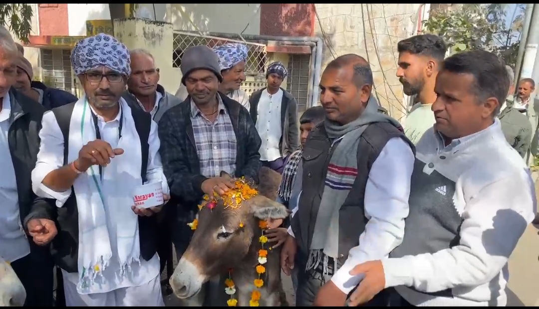 farmers-in-udaipur-frustrated-by-the-shortage-of-urea-fertilizer-staged-a-protest-they-fed-gulab-jamuns-to-donkeys
