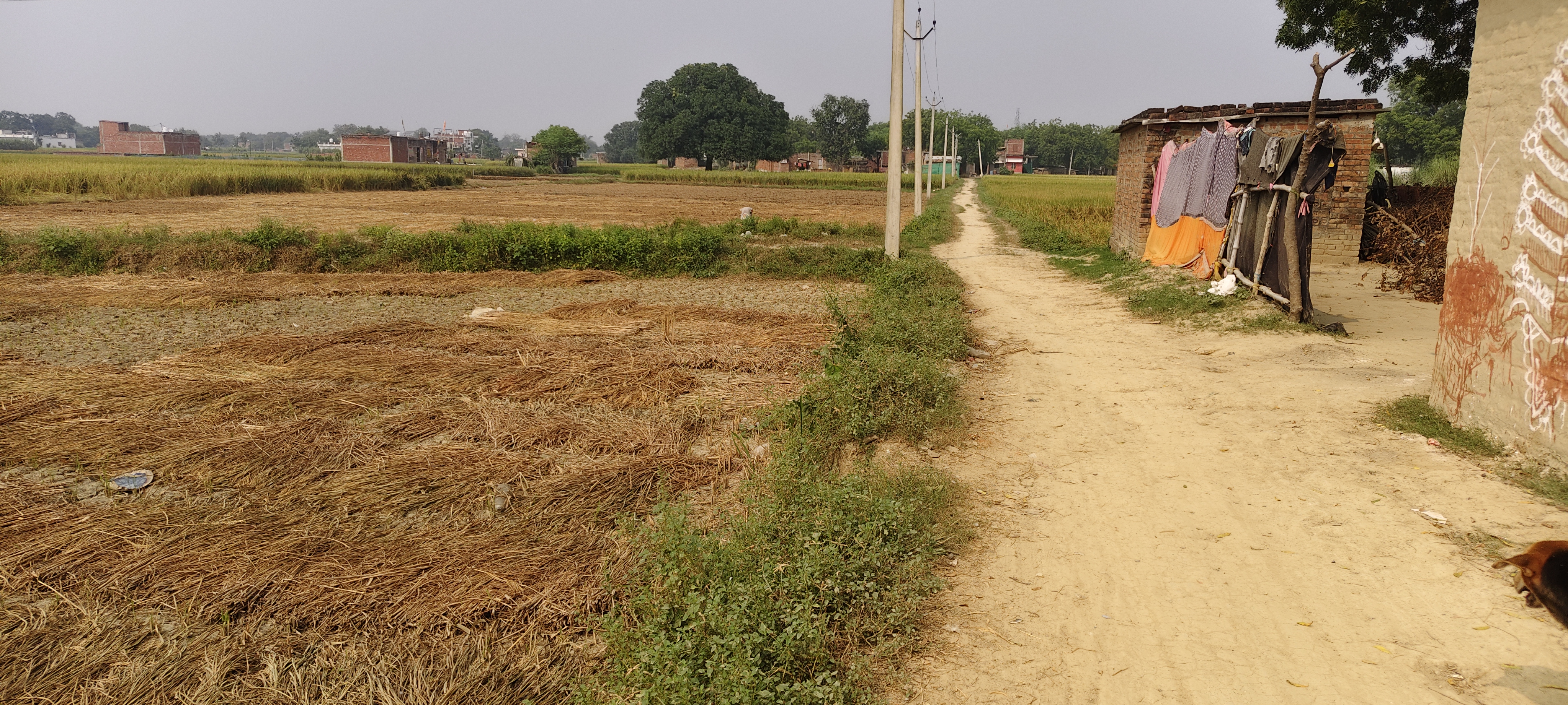 खेत-खलिहानों से गुजरने की पर्यटकों में जिज्ञासा.