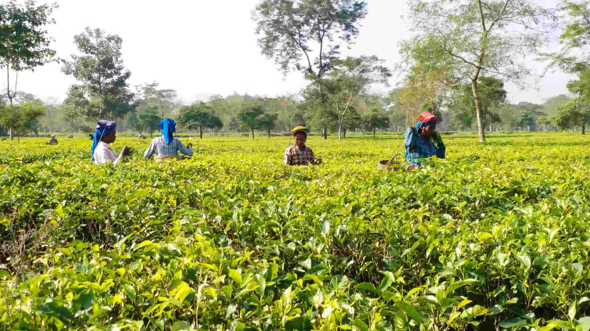 Assam Tea