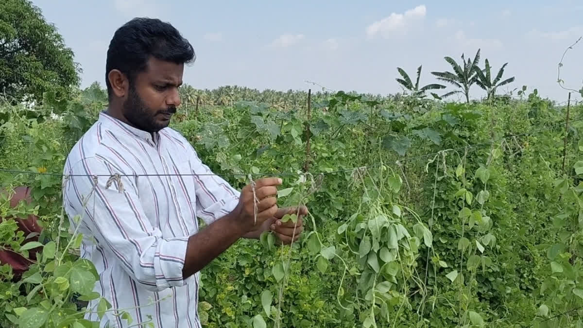In picture: Coimbatore’s young engineer Vijayan who took up organic farming