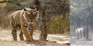 Ranthambore Tiger reached Kuno National Park