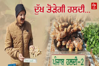 Punjab turmic farming