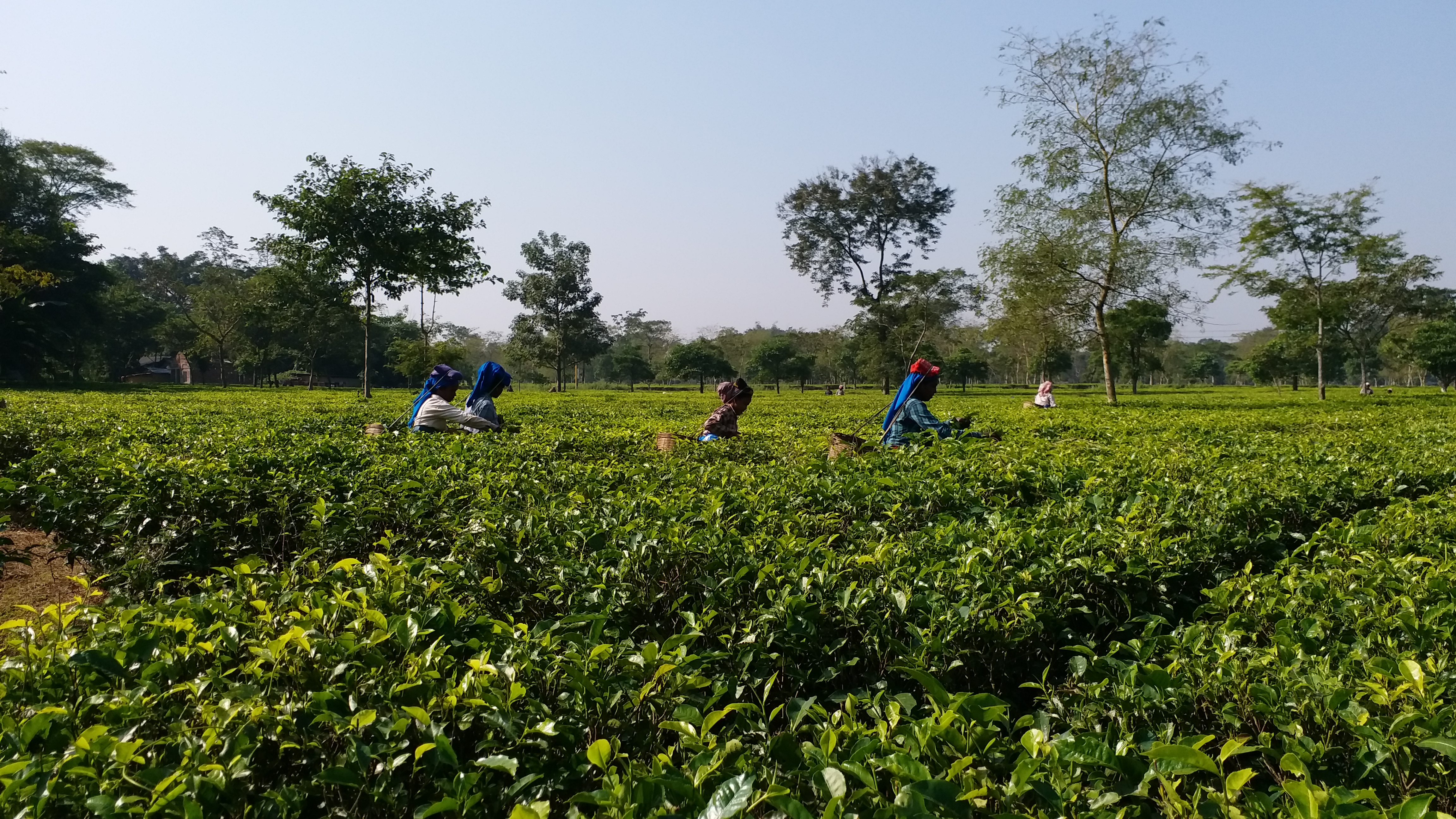 Assam Tea