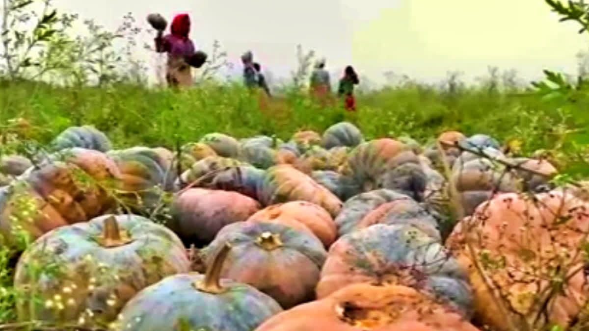 Agricultural Revolution in Golaghat