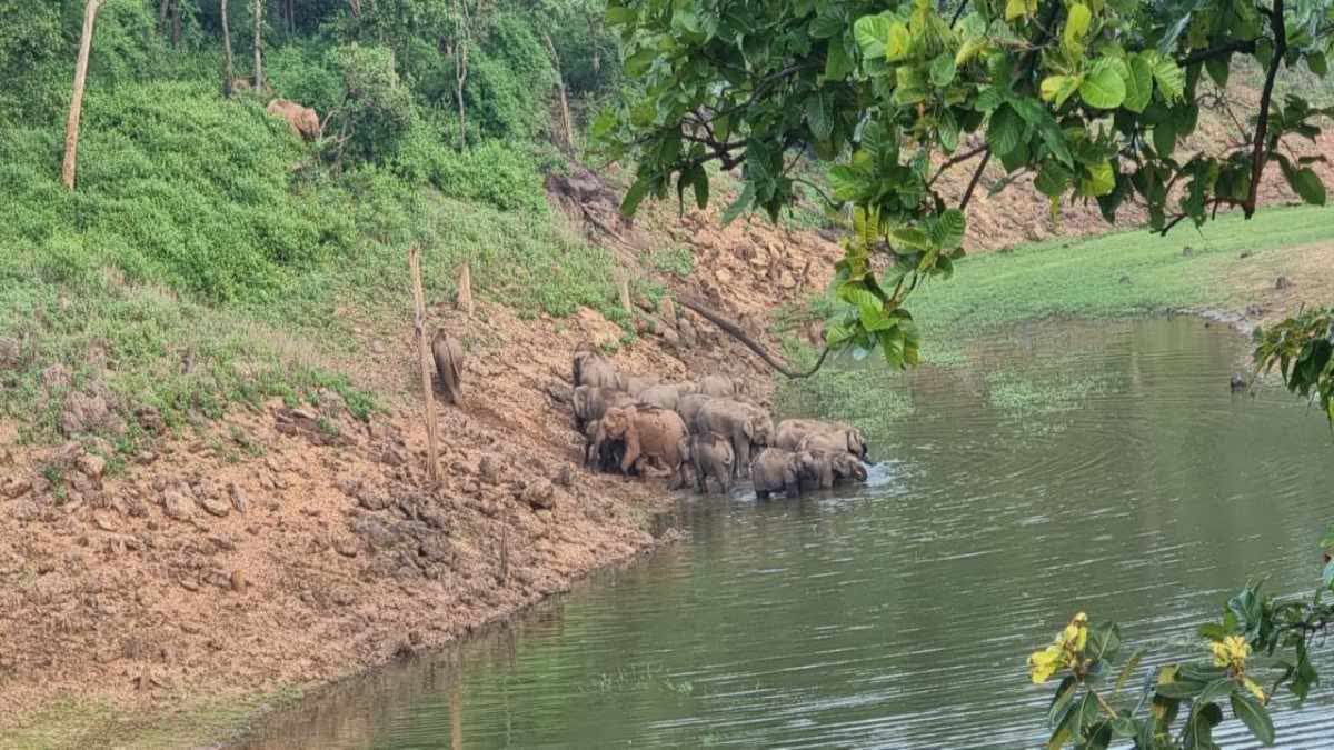 BANDHAVGARH WATER FOR WILD ANIMALS