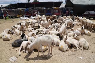 Union Cabinet approves Revision of Livestock Health and Disease Control Programme