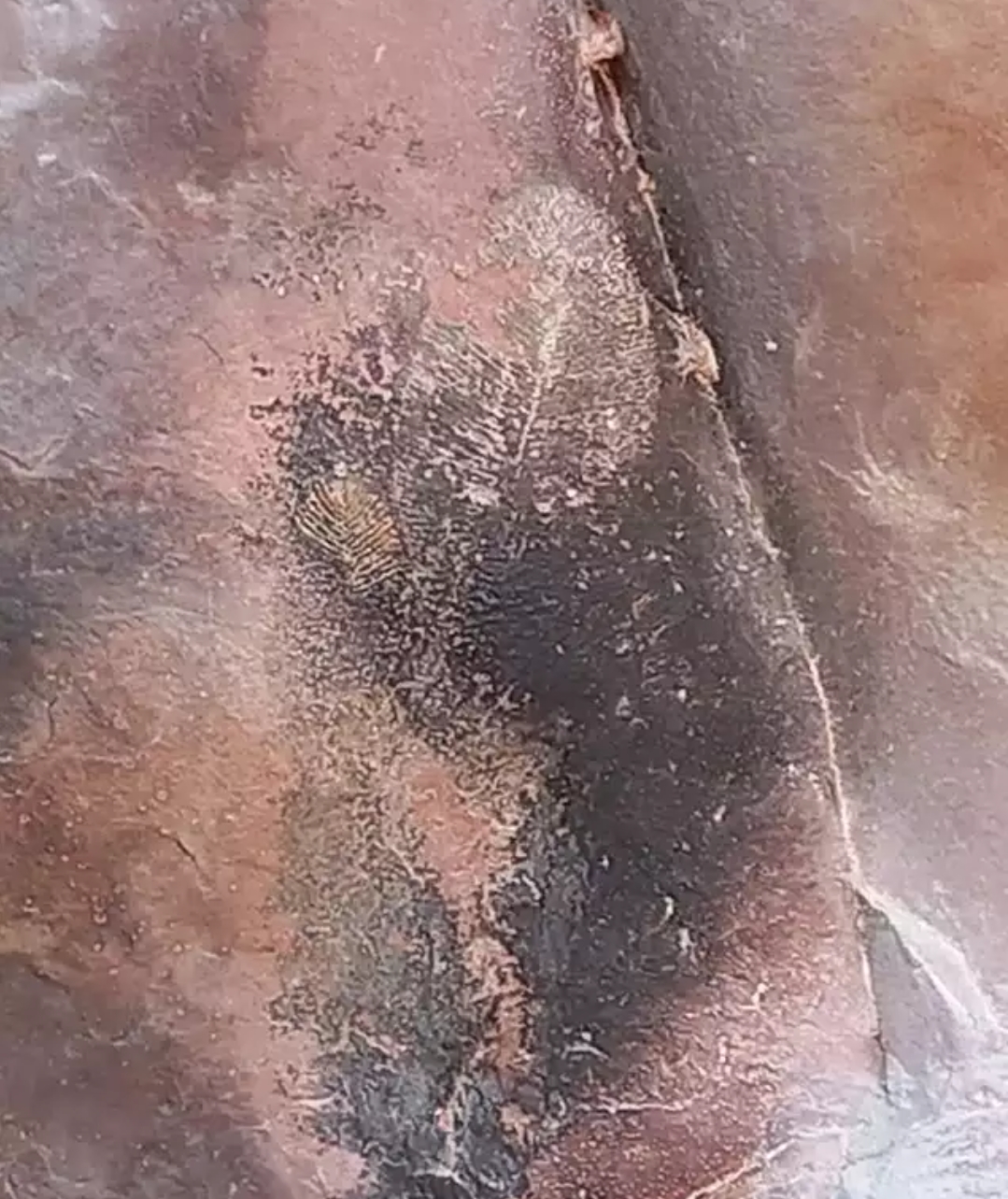 57 crore old fossil found in Bhimbetka