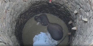 ELEPHANT RESCUED FROM WELL KEONJHAR