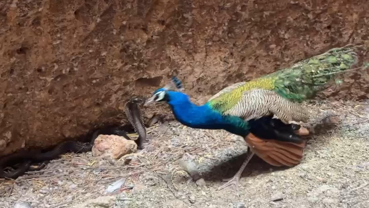 Barmer peacock snake fight