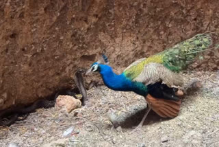 Barmer peacock snake fight