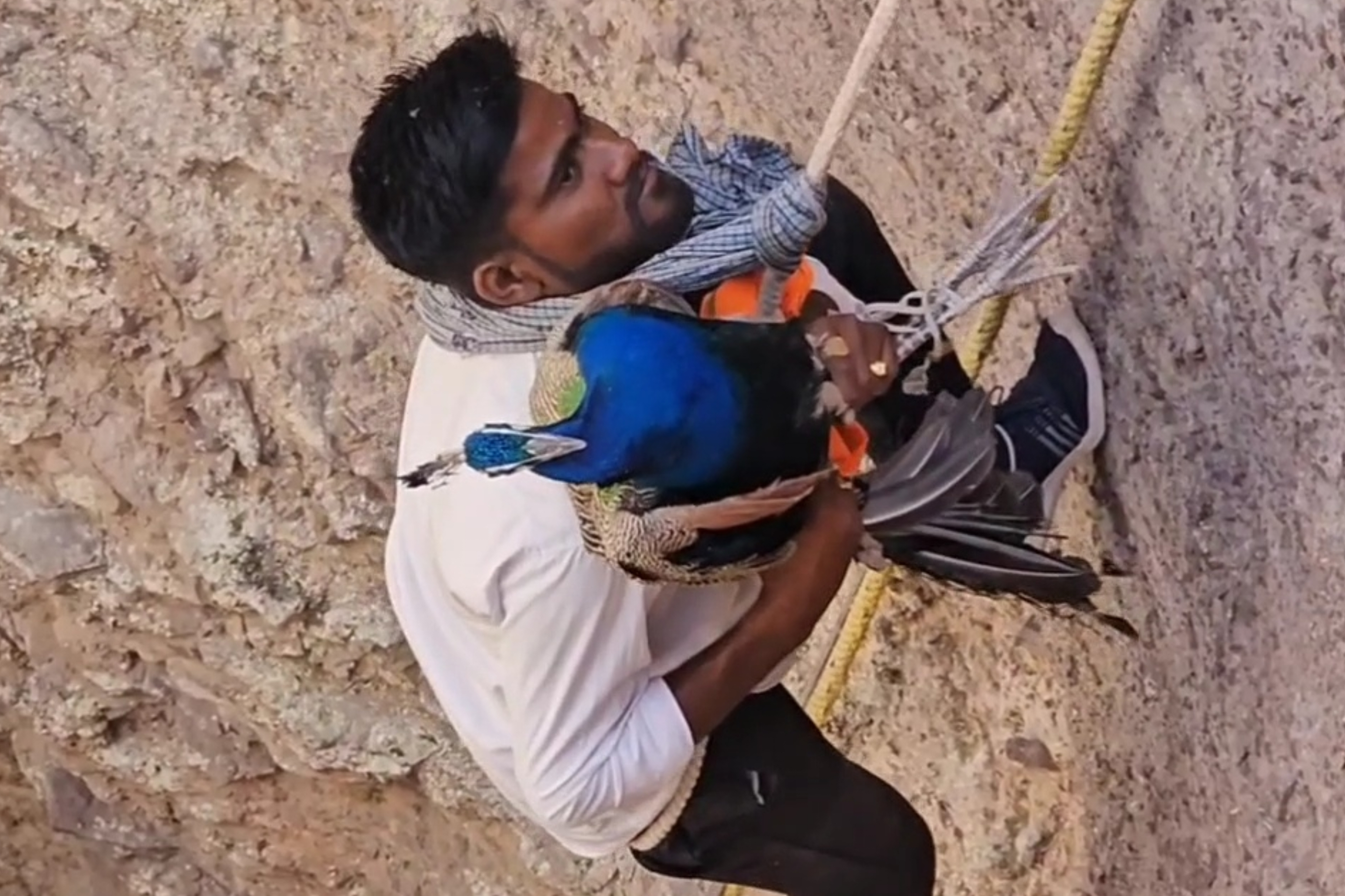 Barmer peacock snake fight