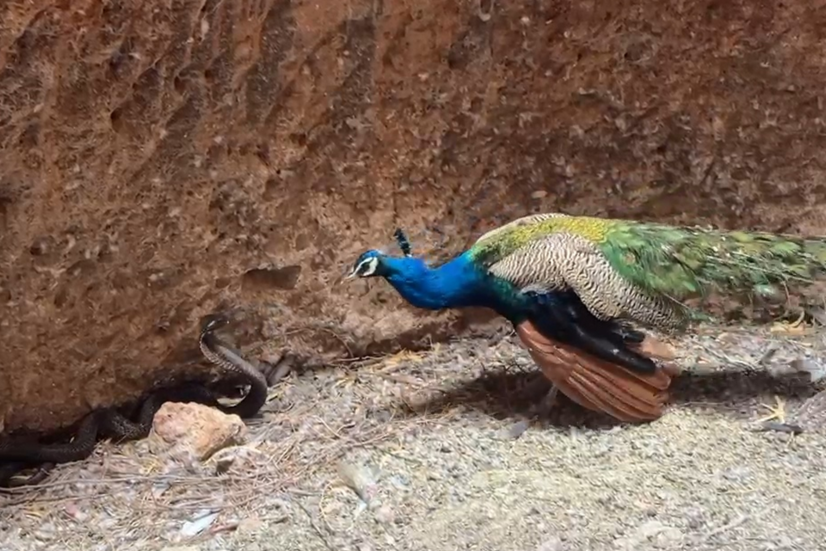 Barmer peacock snake fight