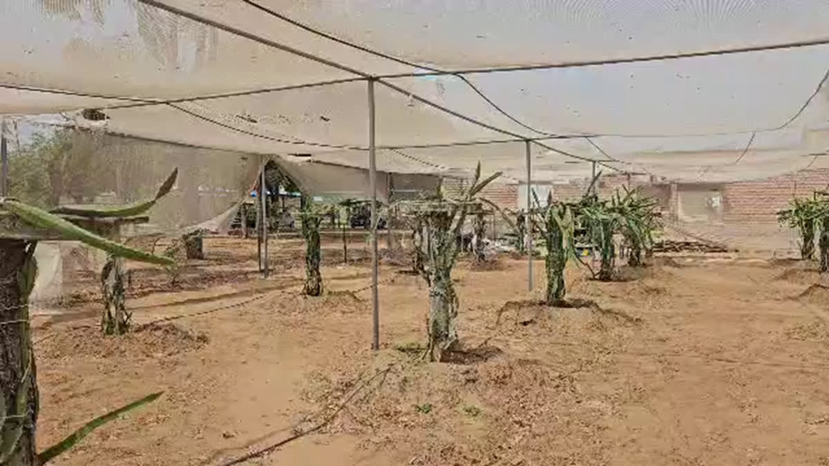 he ‘foreign’ dragon fruit has made an entry in the semi-arid regions of Rajasthan. Following successful experiments by the Jodhpur based Central Arid Zone Research Institute (CAZRI), farmers of the Marwar region are abandoning traditional crops and shifting towards the cultivation of the fruit.