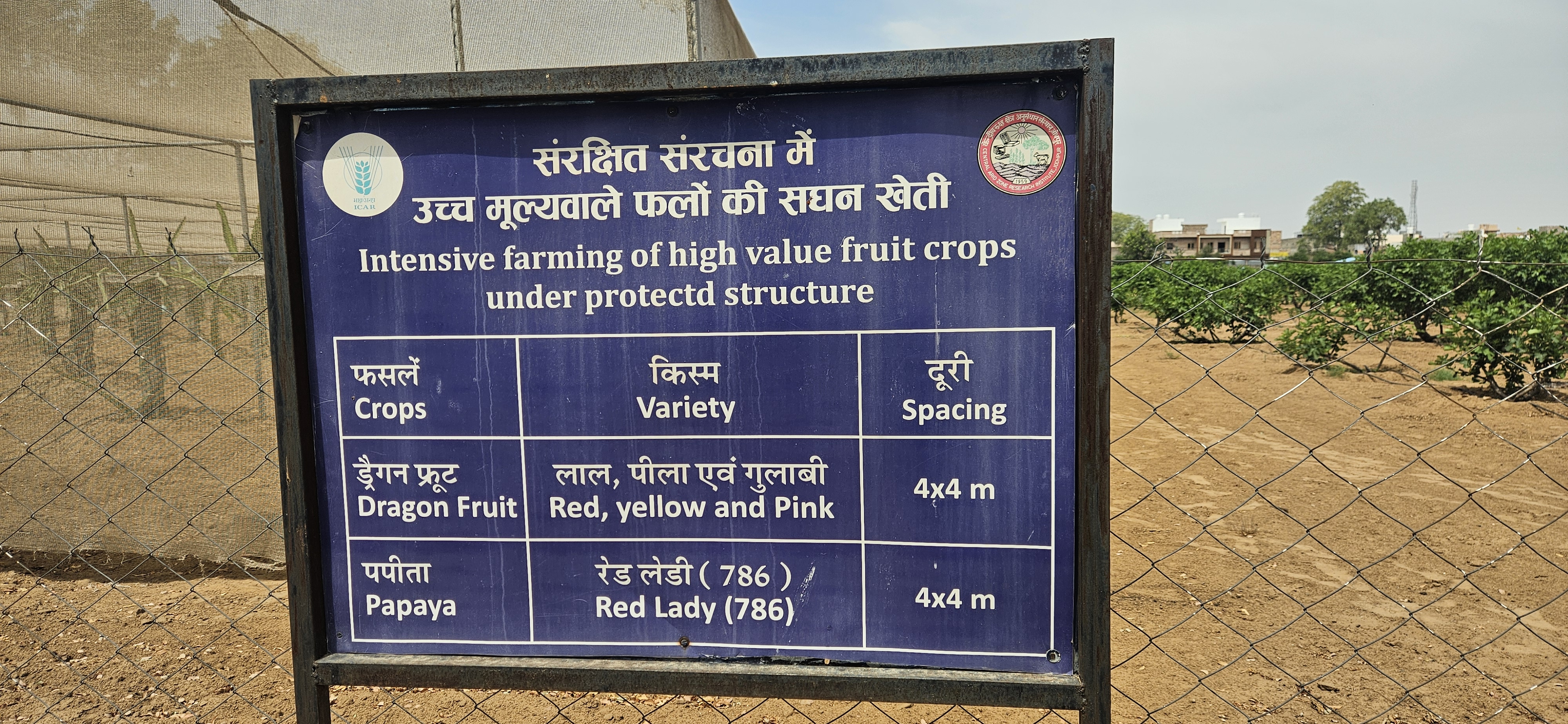 The ‘foreign’ dragon fruit has made an entry in the semi-arid regions of Rajasthan. Following successful experiments by the Jodhpur based Central Arid Zone Research Institute (CAZRI), farmers of the Marwar region are abandoning traditional crops and shifting towards the cultivation of the fruit.