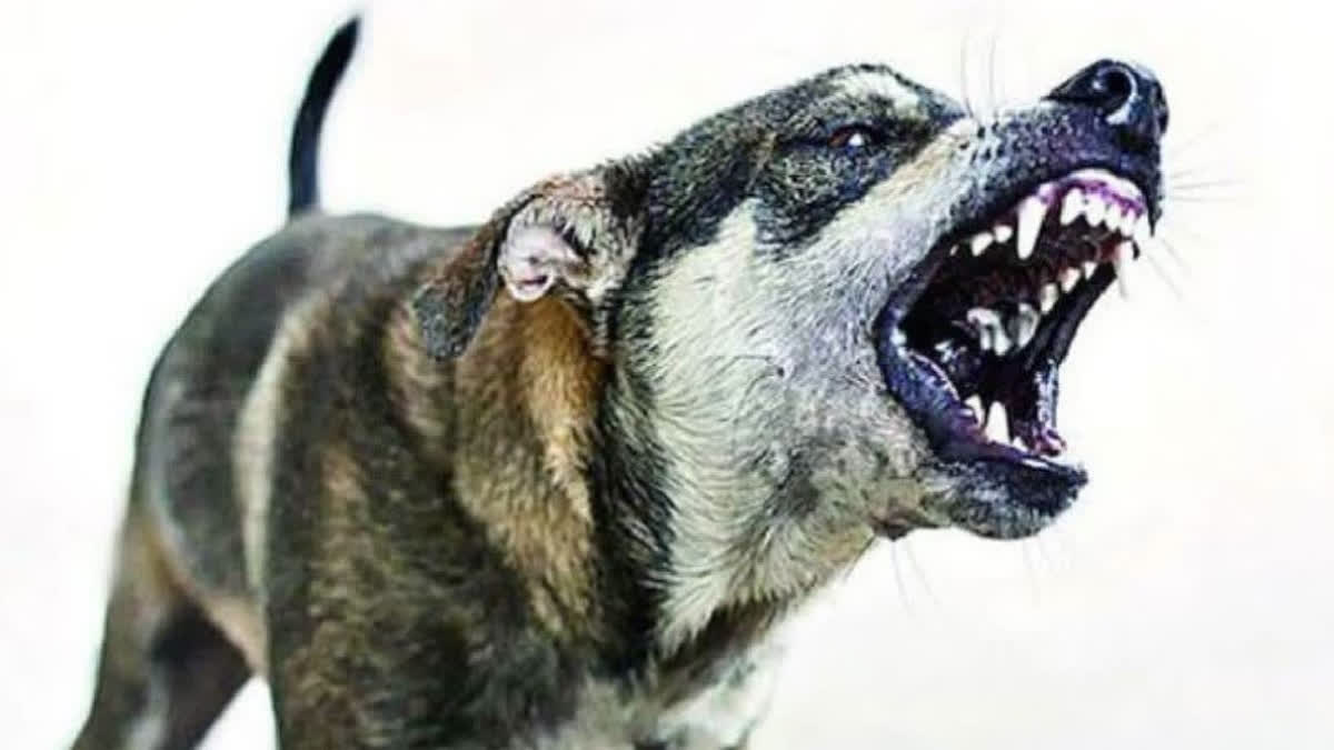 Seven year old girl died from rabies