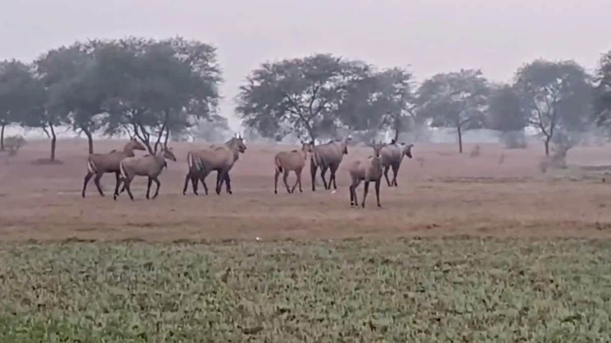 Farmers troubled by terror of Nilgai in Garhwa and Palamu districts